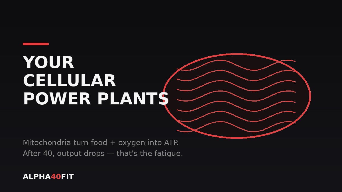 Mitochondria — the cellular power plants behind energy and fatigue in men over 40
